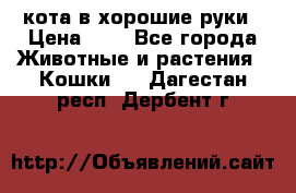 кота в хорошие руки › Цена ­ 0 - Все города Животные и растения » Кошки   . Дагестан респ.,Дербент г.